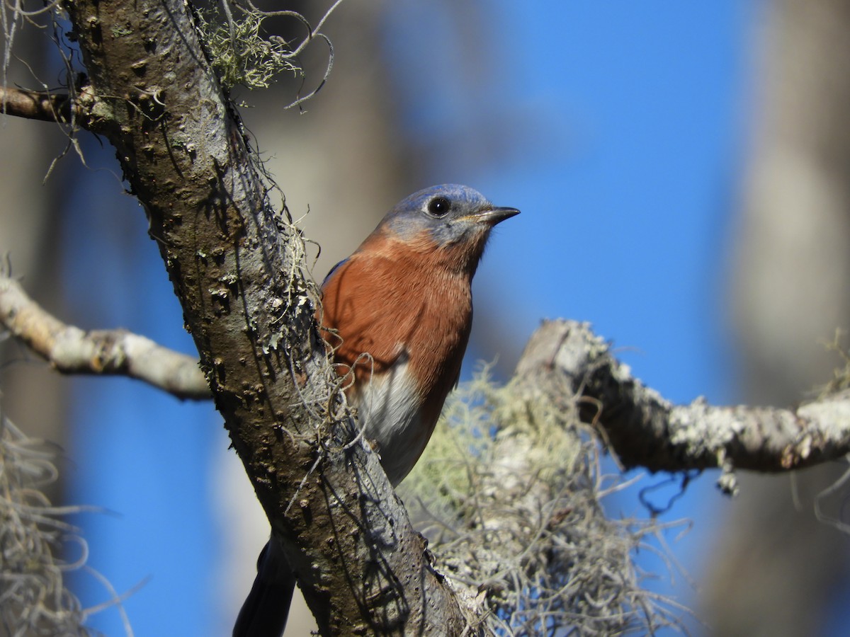 Eastern Bluebird - ML193372241