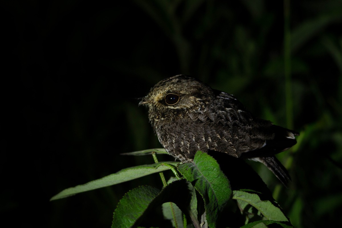 Sickle-winged Nightjar - ML193374011