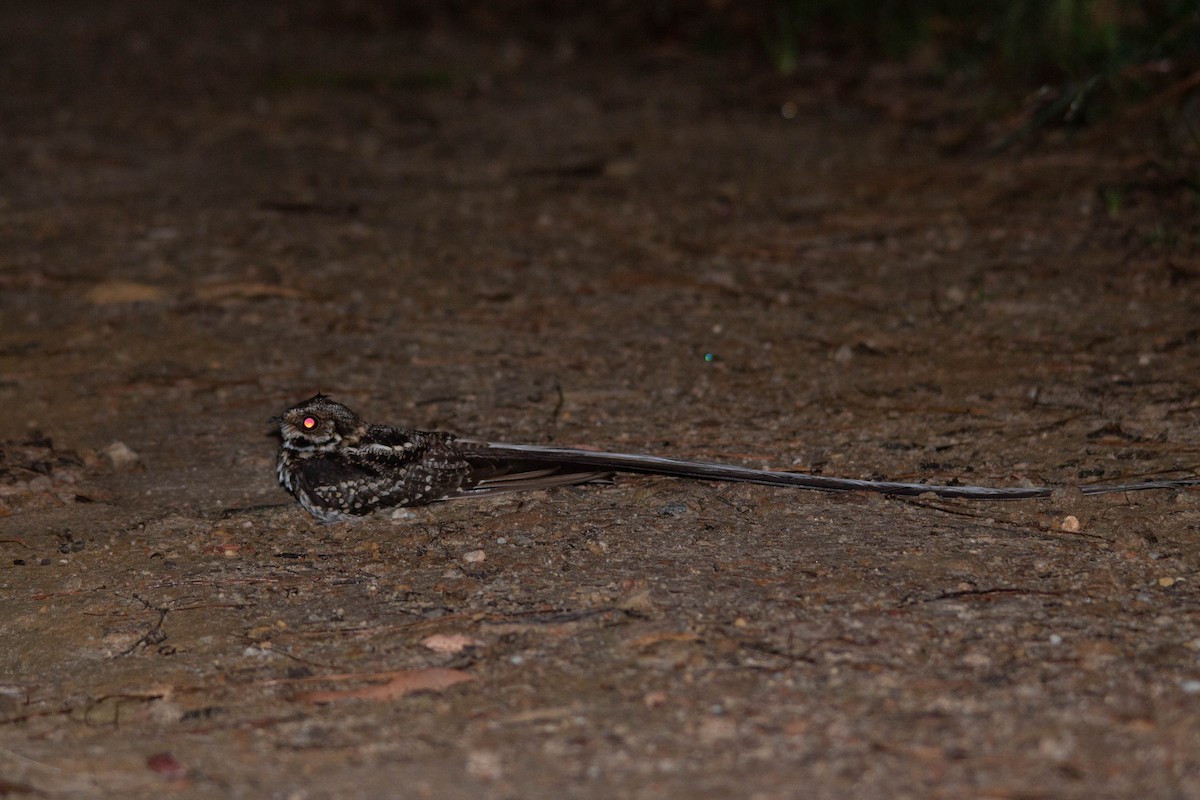 Long-trained Nightjar - ML193374651