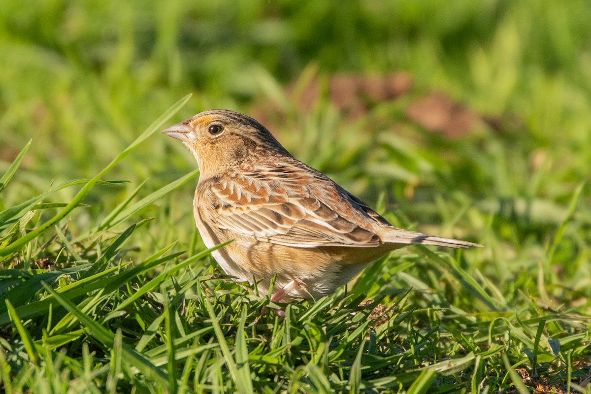 Grasshopper Sparrow - ML193374861