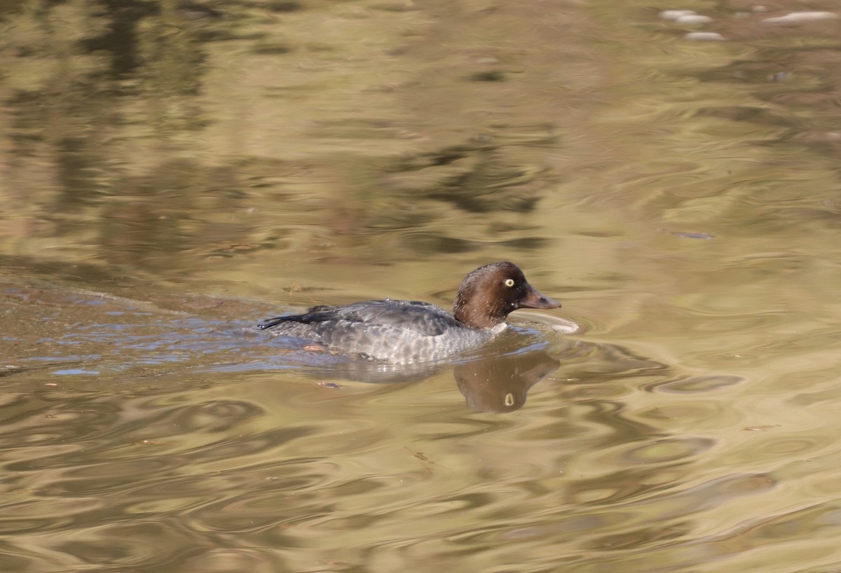 Common Goldeneye - ML193375181