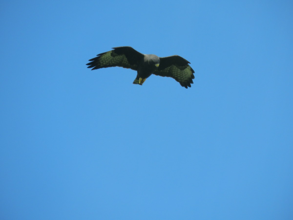 Short-tailed Hawk - ML193375751