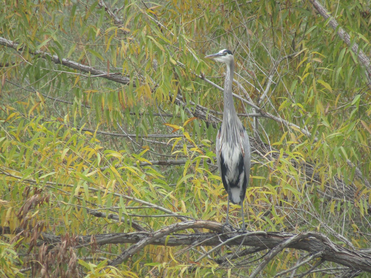 Great Blue Heron - ML193375771