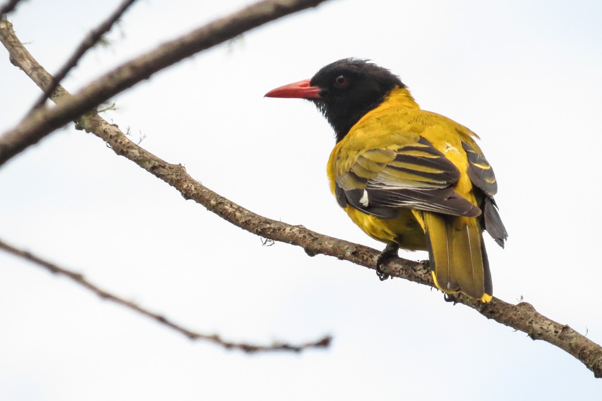 African Black-headed Oriole - Rei Segali