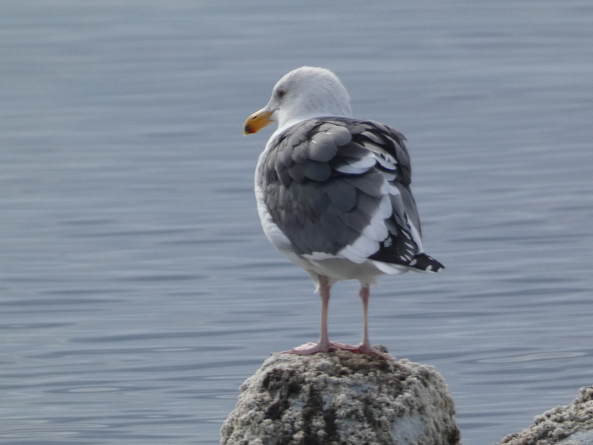 Western Gull - David Assmann