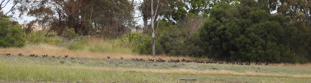 Black-tailed Nativehen - ML193378841