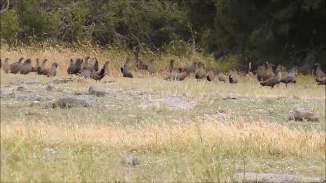 Black-tailed Nativehen - ML193379031
