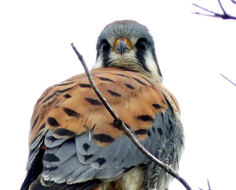 American Kestrel - Femi Faminu