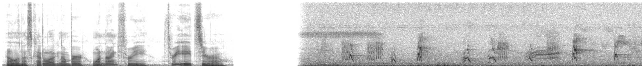 White-throated Magpie-Jay - ML193380