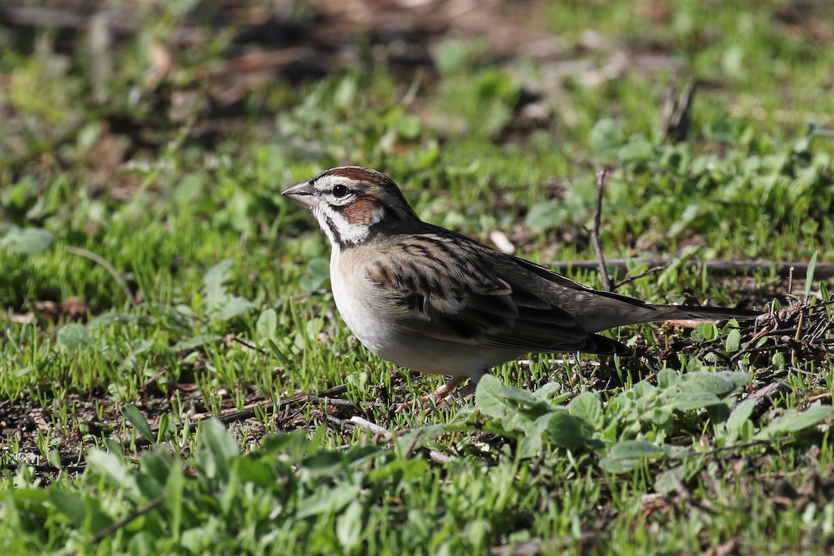 Lark Sparrow - ML193380641