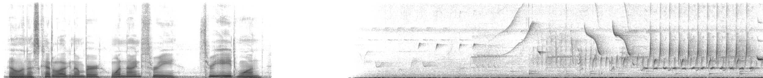 Banded Wren - ML193381