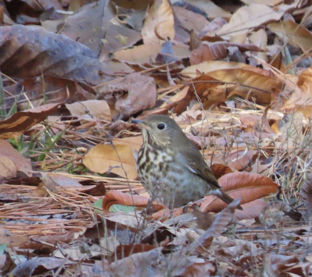 Hermit Thrush - ML193382731