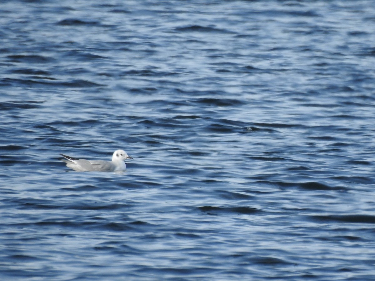 Bonaparte's Gull - ML193383241