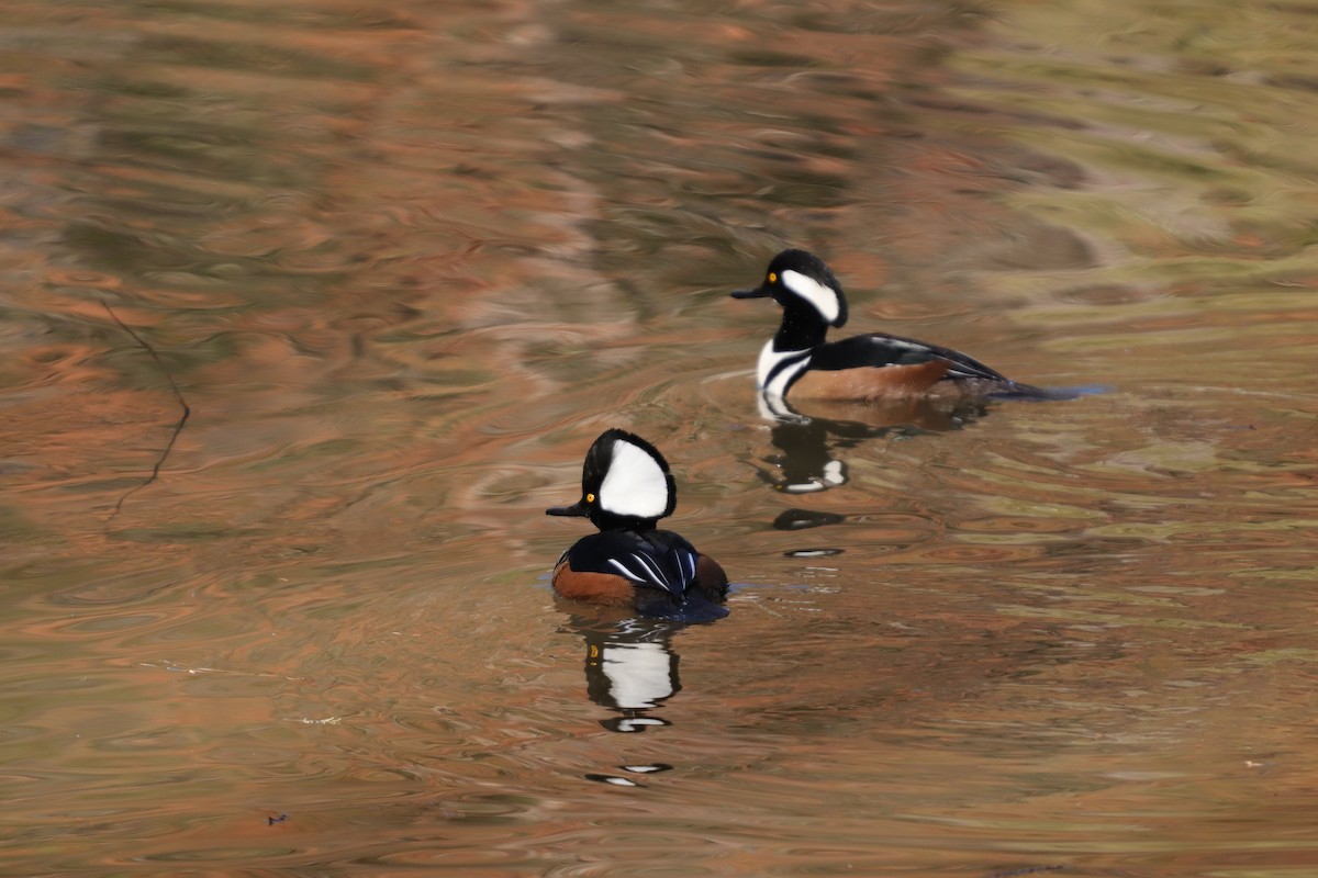 Hooded Merganser - ML193383381