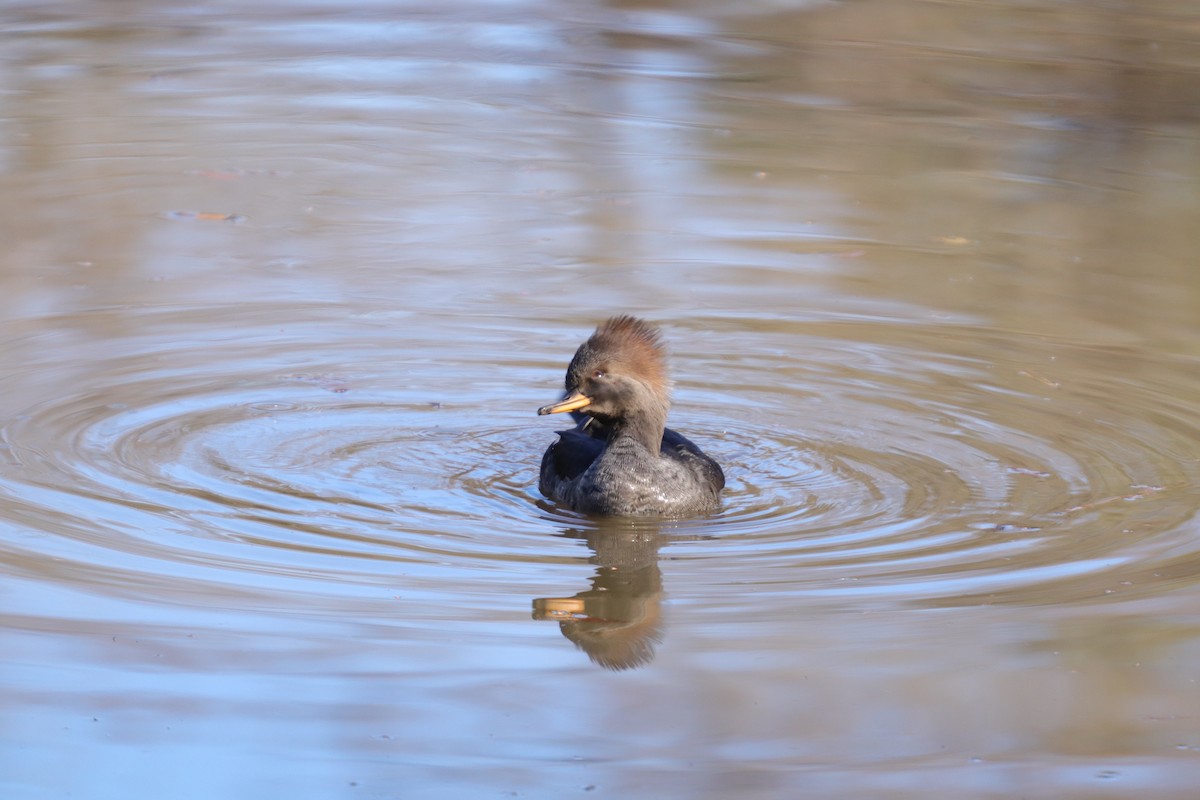 Hooded Merganser - ML193383391