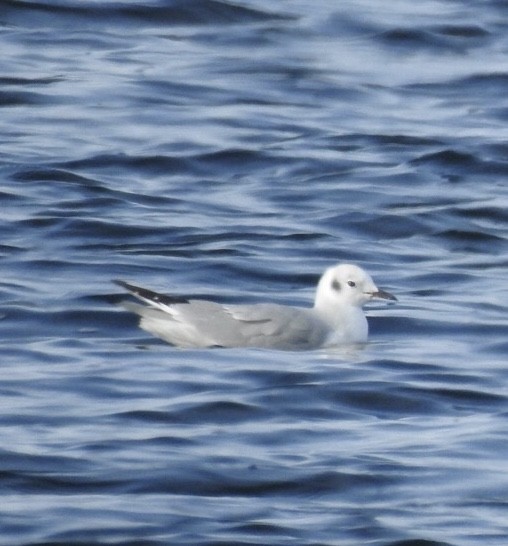 Bonaparte's Gull - ML193383761