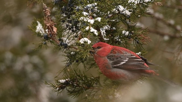 Pine Grosbeak - ML193384871