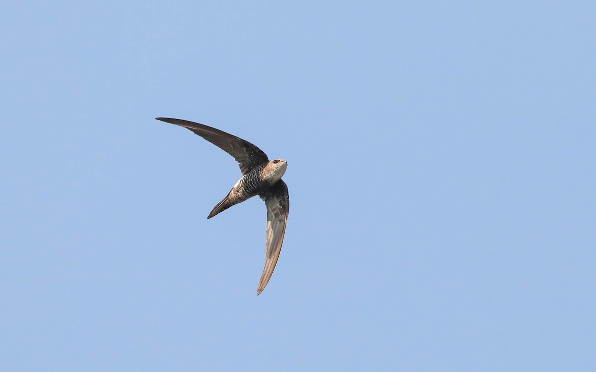 Pacific Swift - ML193386591