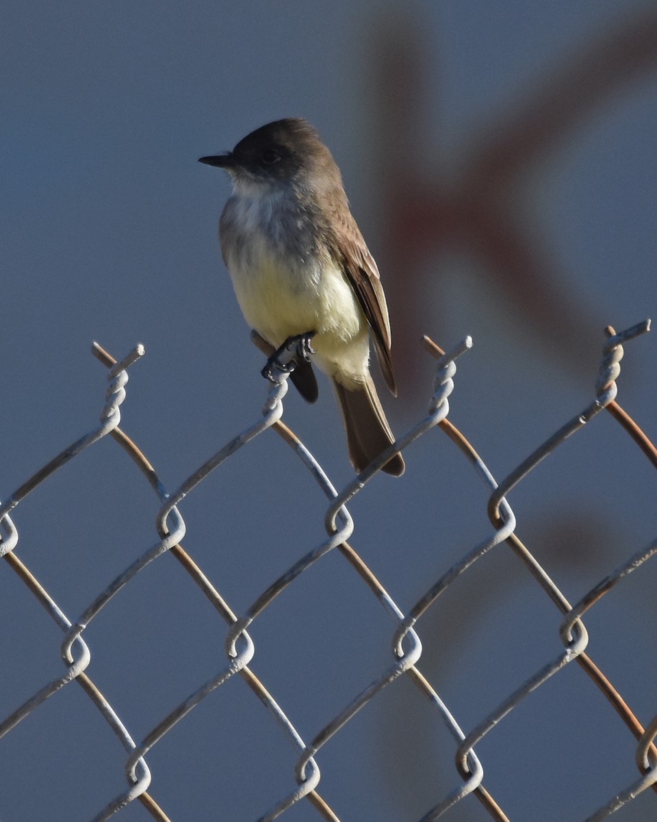 Eastern Phoebe - ML193388051