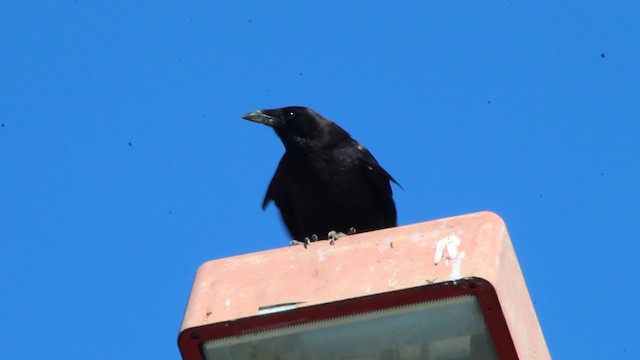 American Crow - ML193388241