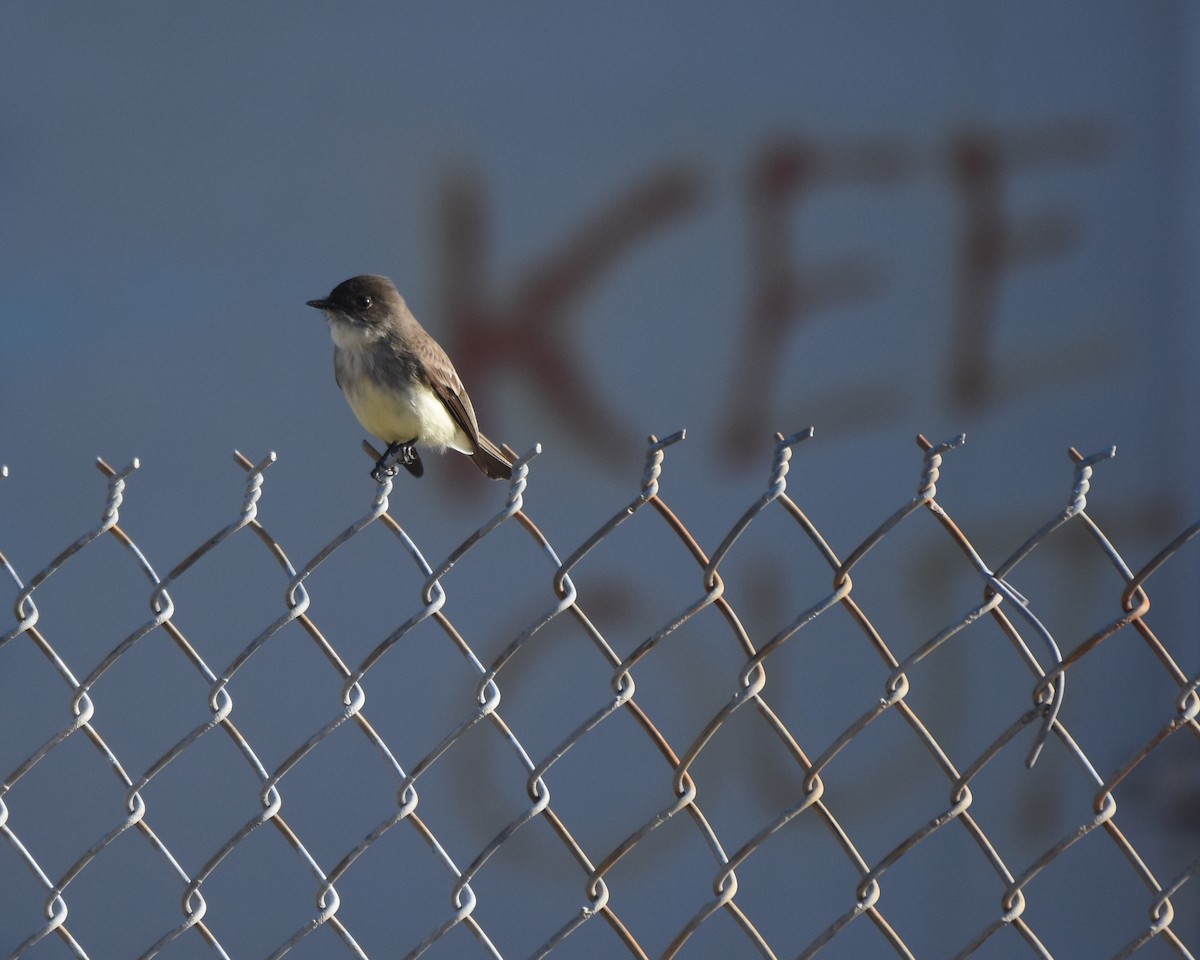 Eastern Phoebe - ML193388401