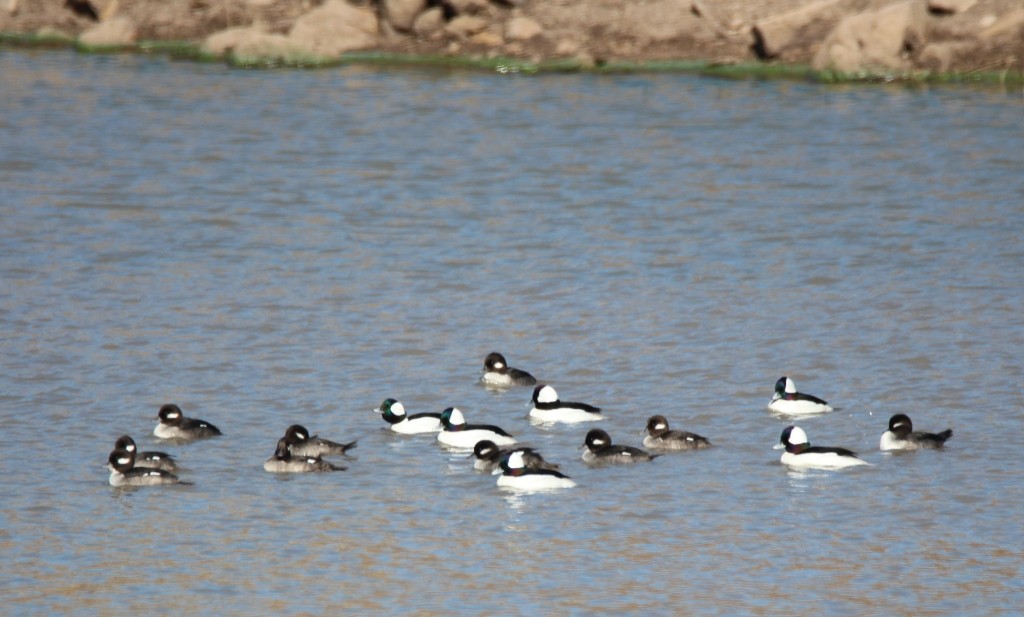 Bufflehead - Christopher Pipes