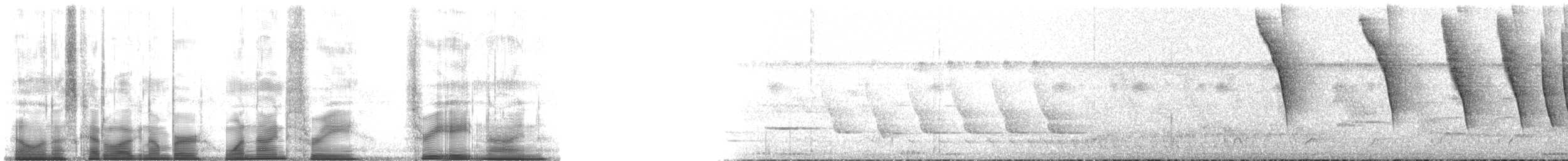 オリーブシトド（superciliosus グループ） - ML193389