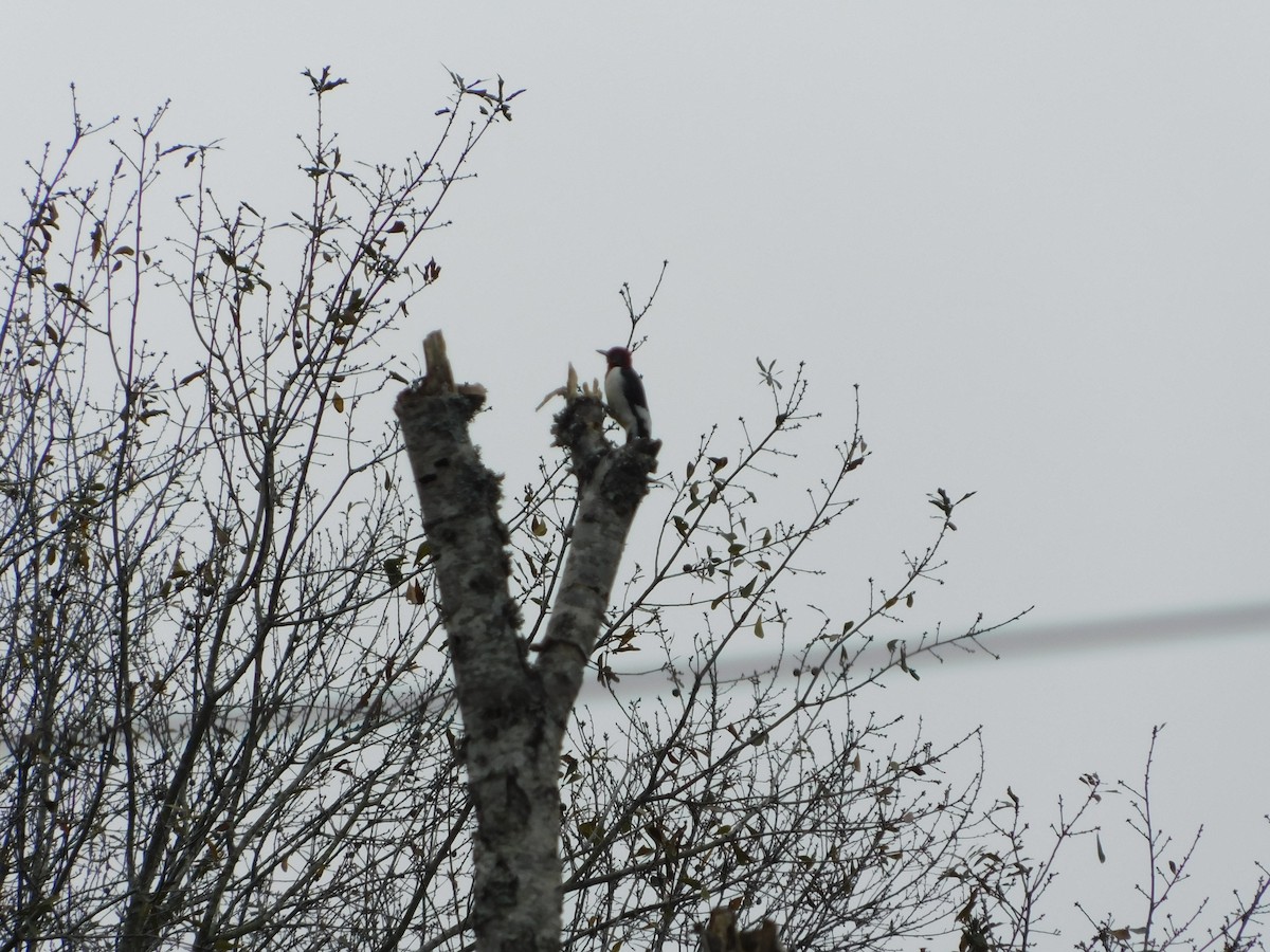 Red-headed Woodpecker - ML193389091