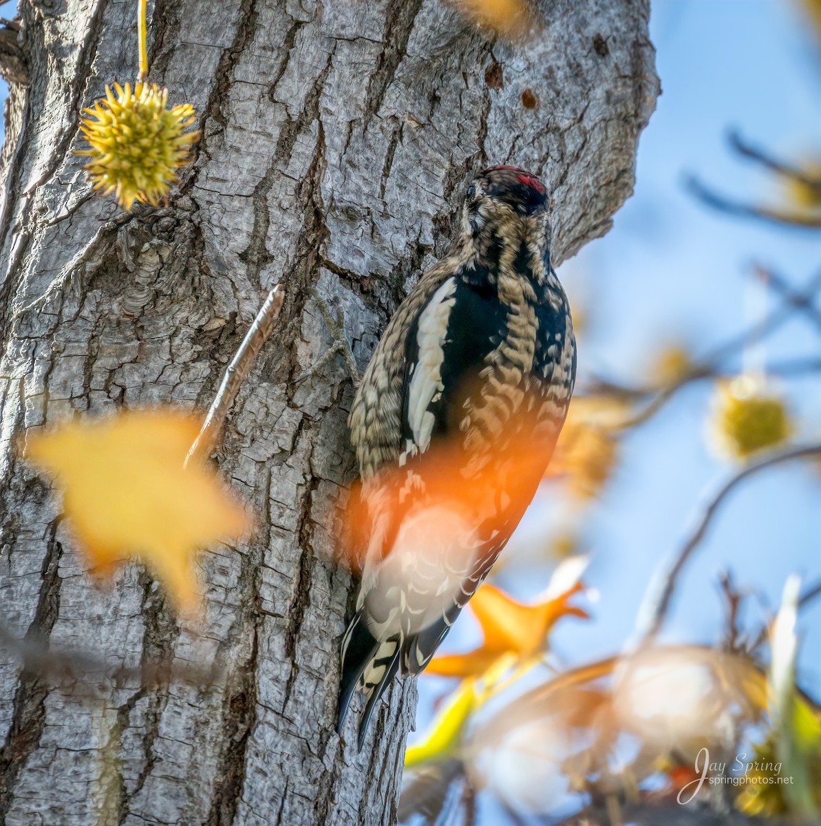 Yellow-bellied Sapsucker - ML193390971