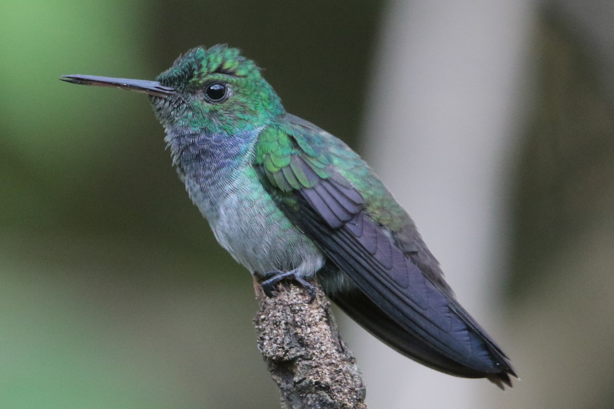 Blue-chested Hummingbird - ML193391661