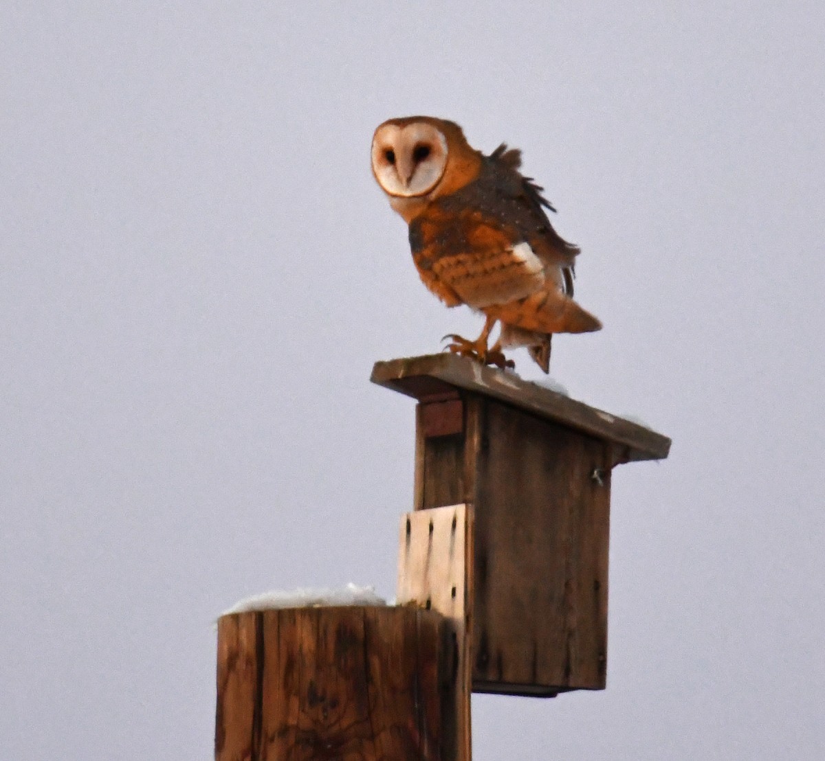 Barn Owl - Marilyn Hedges