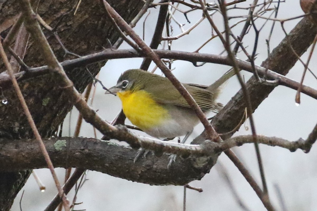 Yellow-breasted Chat - ML193393571