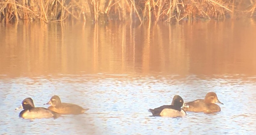 Redhead - ML193397511