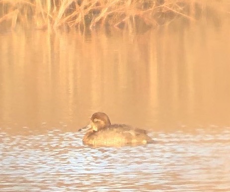 Redhead - ML193397521