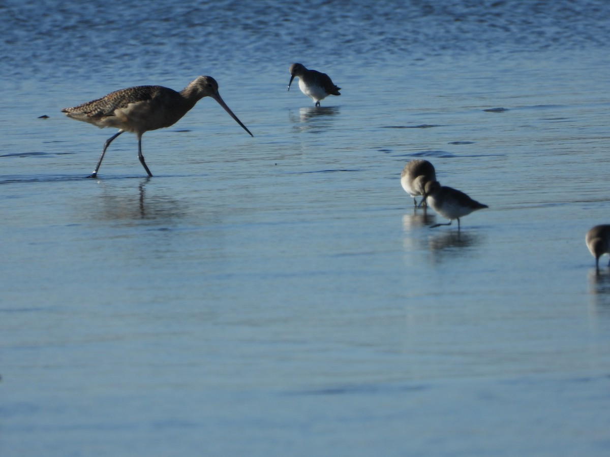 Marbled Godwit - ML193399591