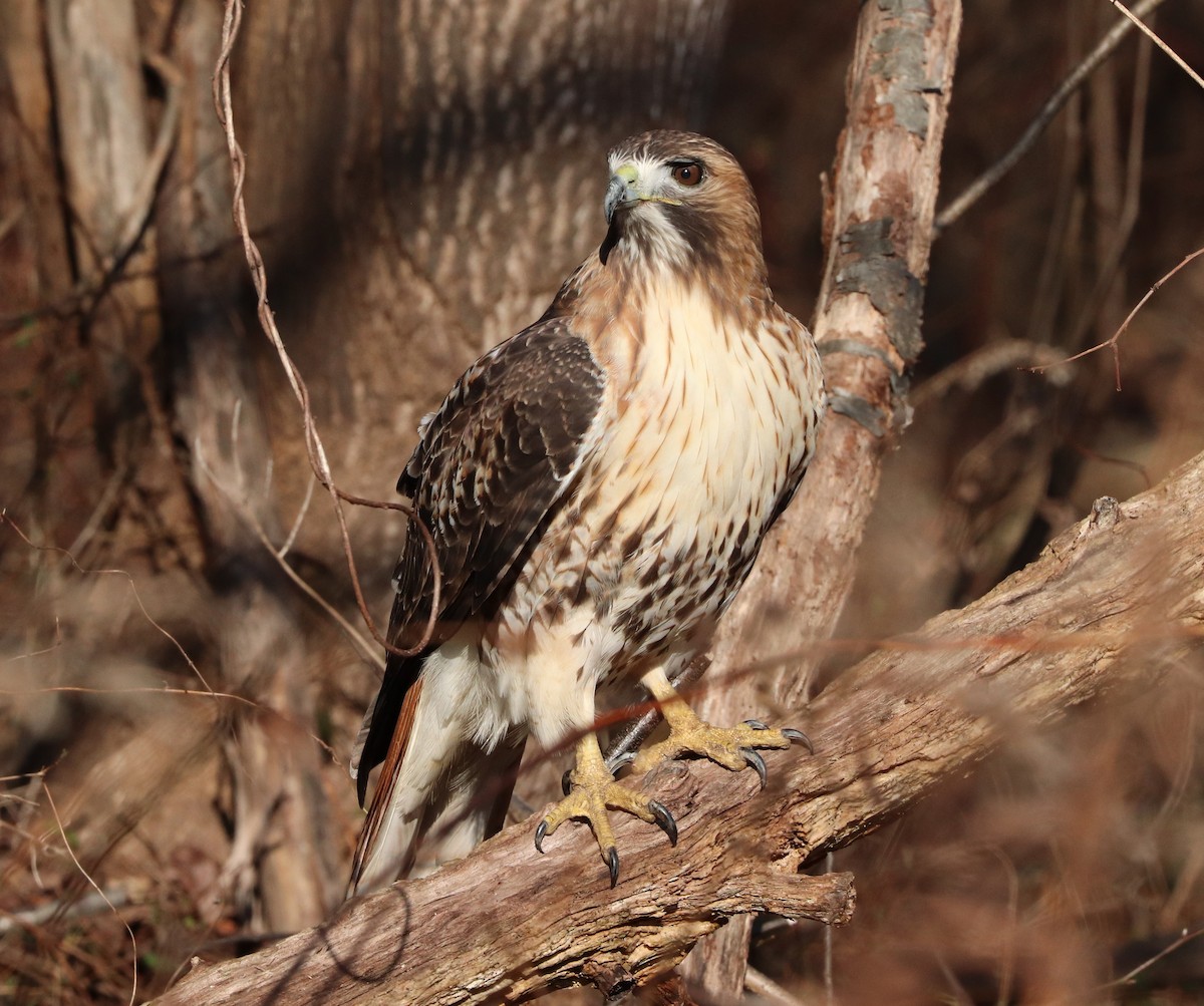 Red-tailed Hawk - Maria Pacheco