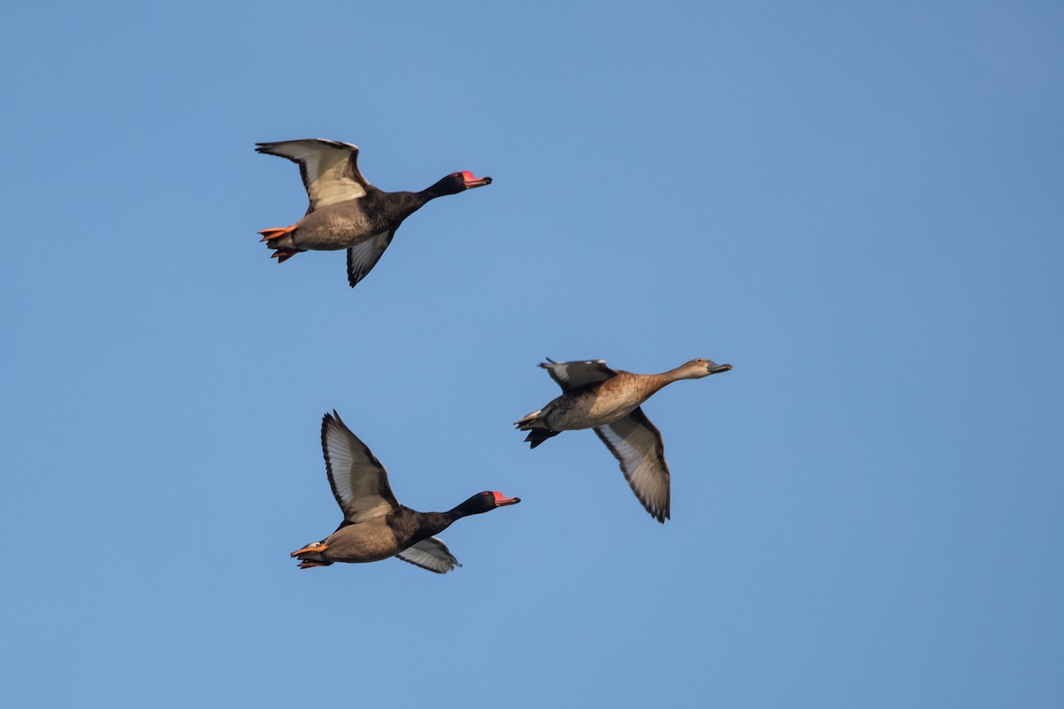 Rosy-billed Pochard - ML193402531