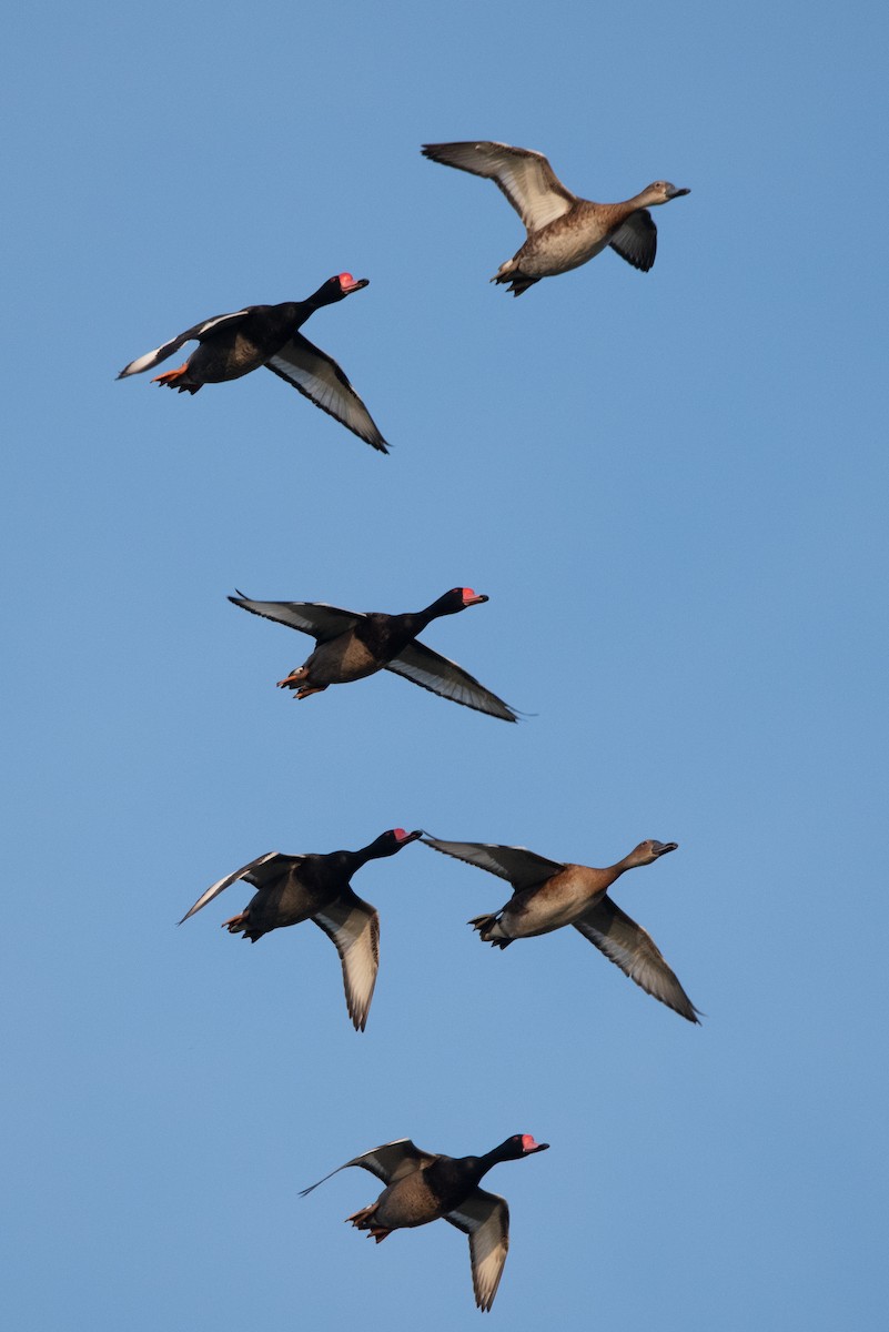 Rosy-billed Pochard - ML193402541