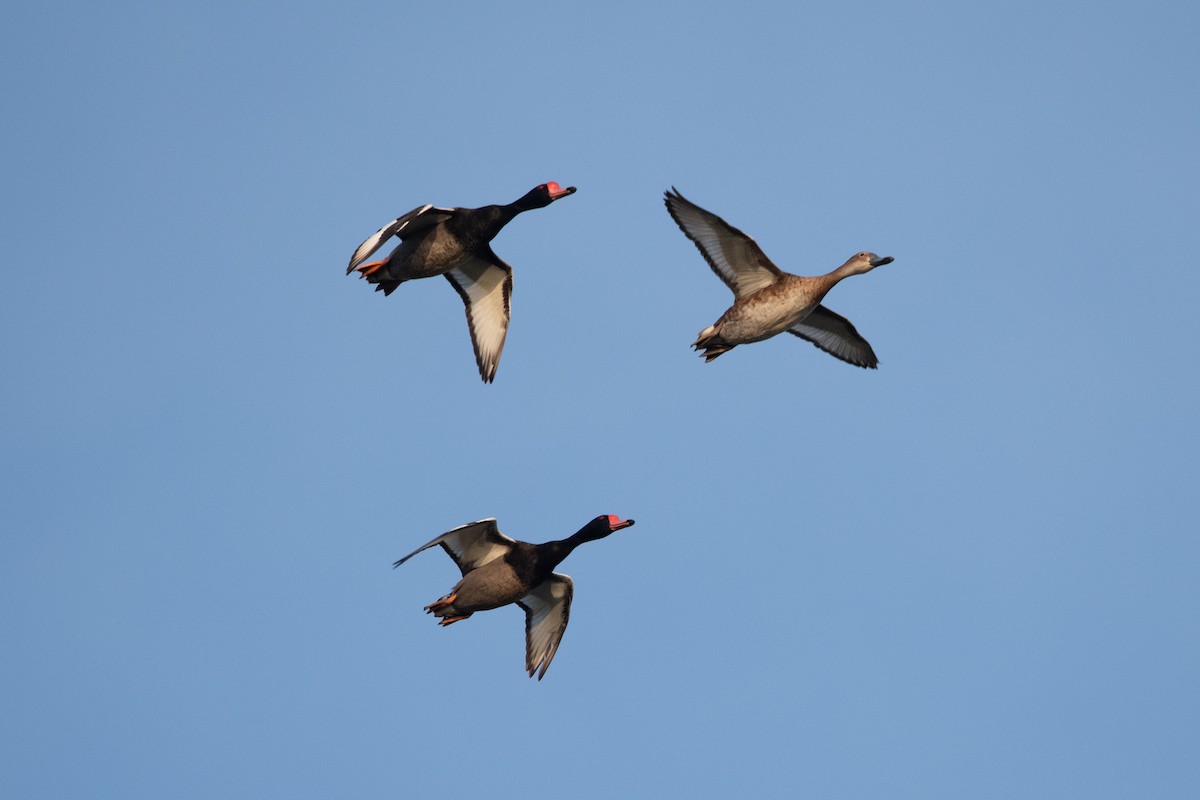 Rosy-billed Pochard - ML193402581