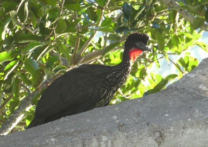 Crested Guan - ML193404031