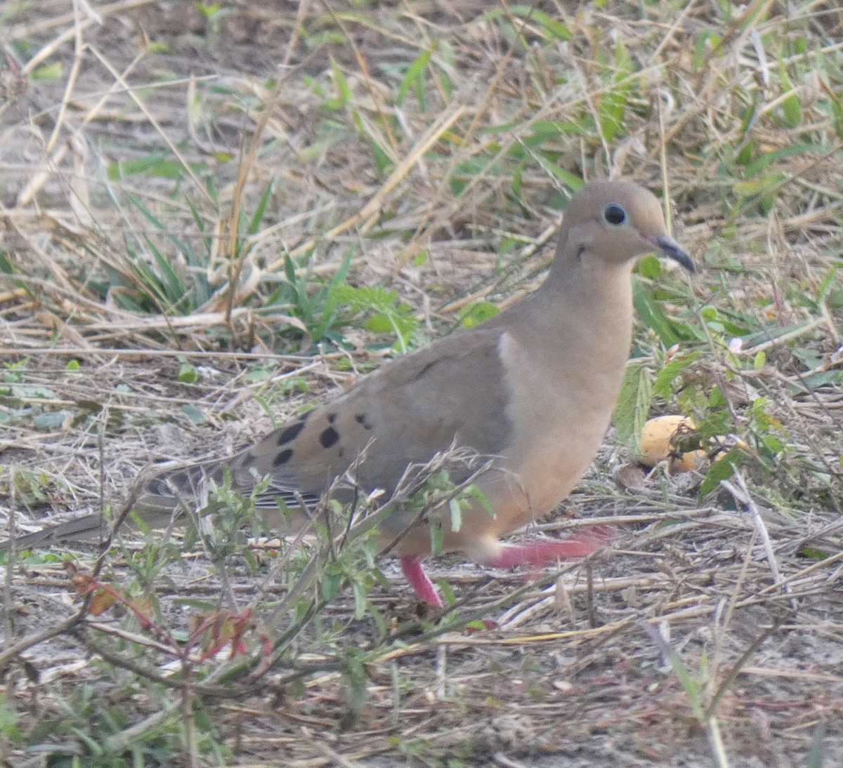 Mourning Dove - ML193404961