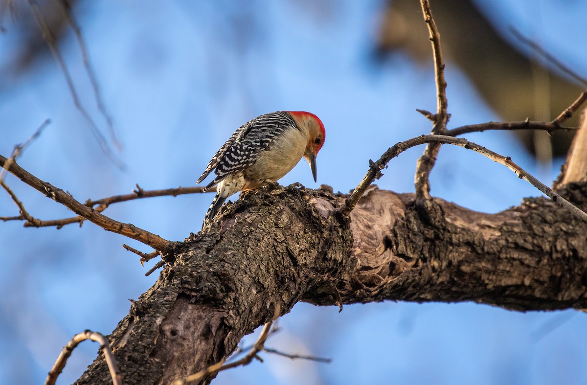 Red-bellied Woodpecker - ML193405191