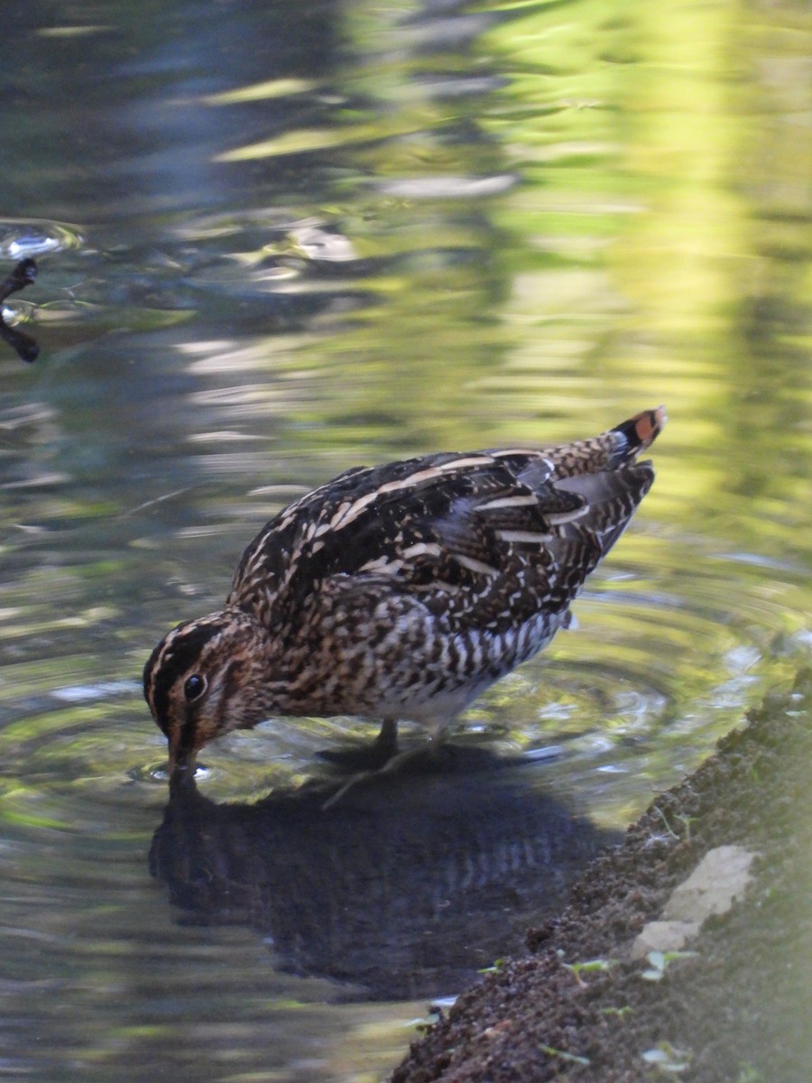 Wilson's Snipe - ML193405241