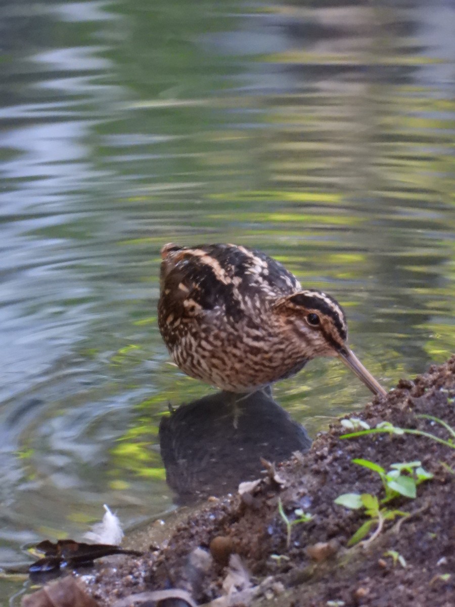 Wilson's Snipe - ML193405261