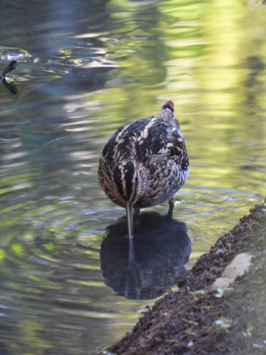 Wilson's Snipe - ML193405271