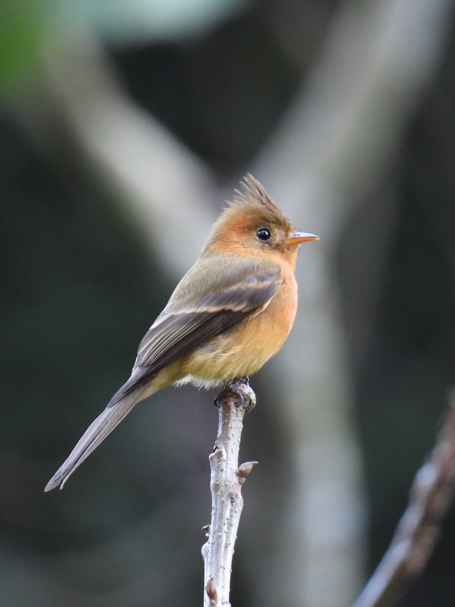 Tufted Flycatcher - Adrianh Martinez-Orozco