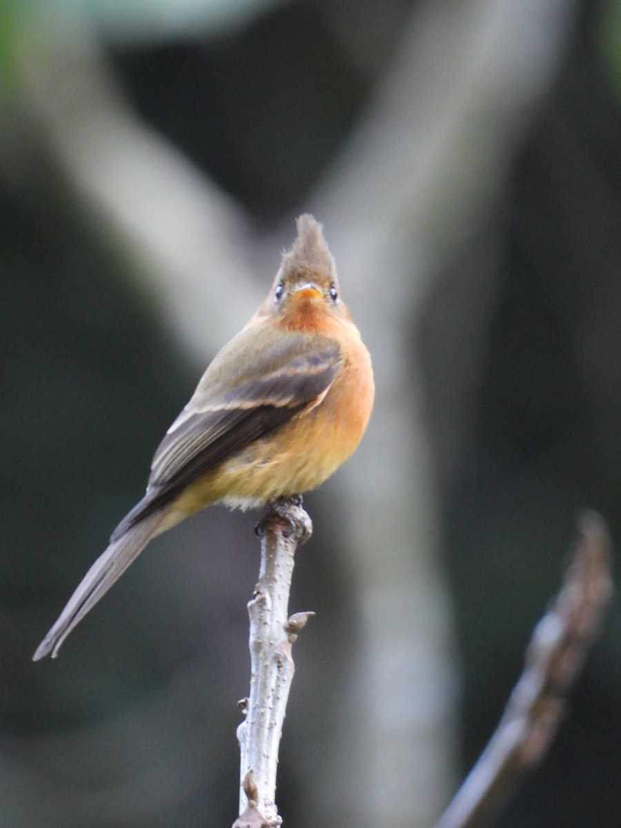 Tufted Flycatcher - ML193405561