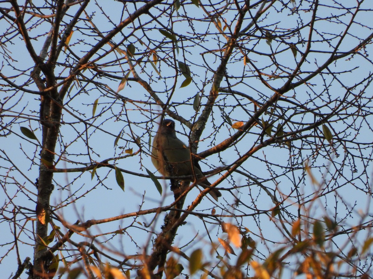 Yellow-winged Tanager - ML193406211