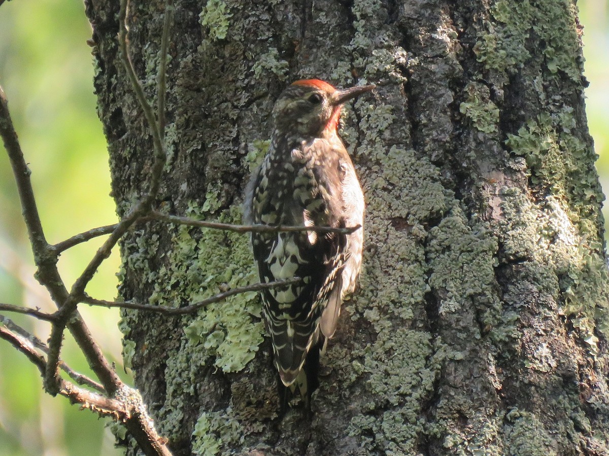 Yellow-bellied Sapsucker - ML193406671