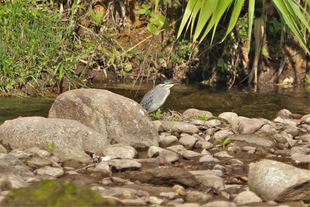 Striated Heron - ML193408591